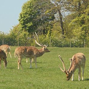 Axis Deer Stags