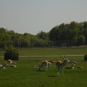 Blackbuck herd