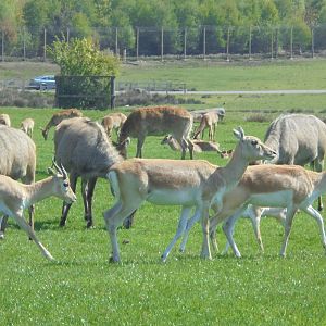 Blackbuck, Nilgai etc.
