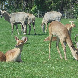 Brow-antlered Deer.