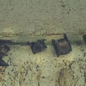 Bats under PIE flyover - ID?