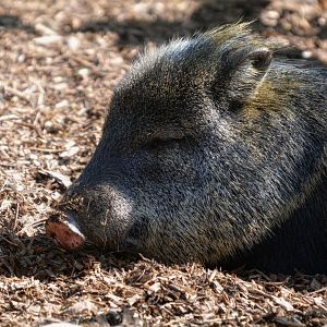 collared Peccary
