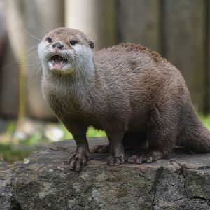 Asian small clawed otter
