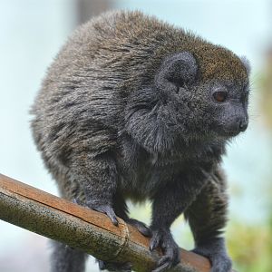 Bamboo Lemur?