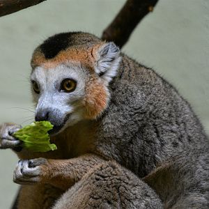Crowned Lemur eating