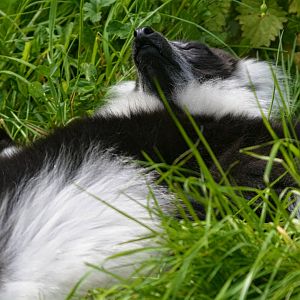 Black and White Ruffed Lemur