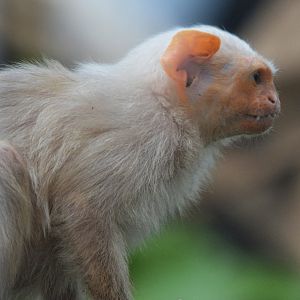 Silvery Marmoset
