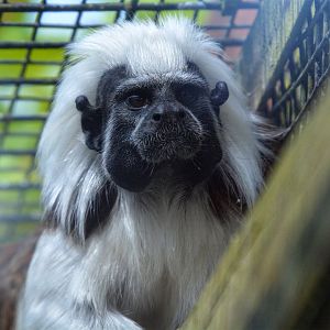 Cotton top Tamarin