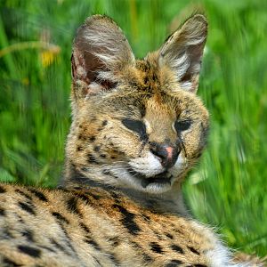 Serval