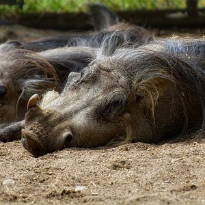 African Warthog