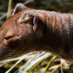 Fossa