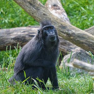 Sulawesi black macaque