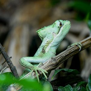 Casque-Headed Iguana