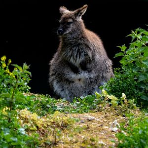 Red Necked Wallaby