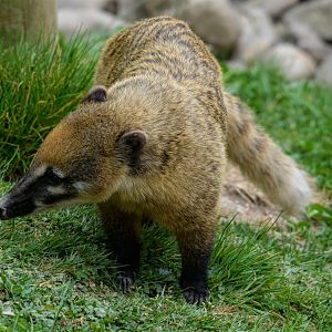 Ring Tailed Coati