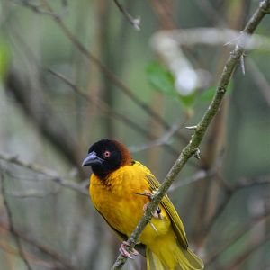 Village Weaver