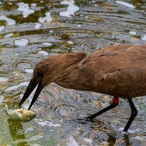 Hamerkop