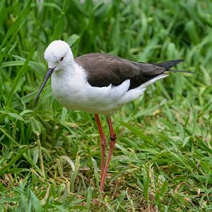 Black Winged Stilt