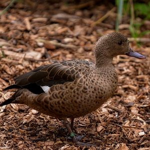 Madagascar Teal