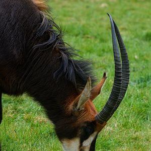 Sable Antelope