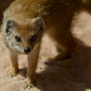 Young Yellow Mongoose