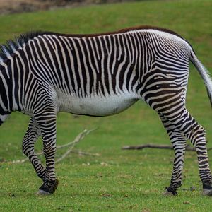 Grevy's Zebra