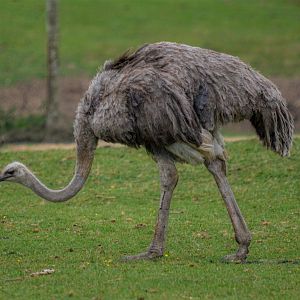 Female Ostrich