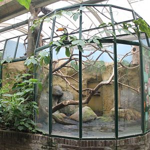 Toco toucan-aviary
