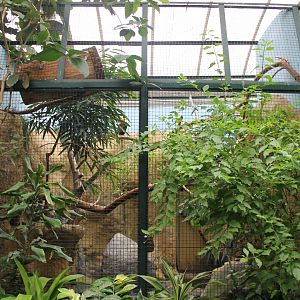 A second Toco toucan-aviary