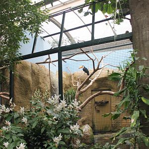 A third Toco toucan Aviary