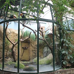 A fourth Toco toucan-aviary