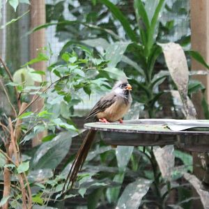 Striated mousebird