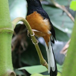 White-rumped shama