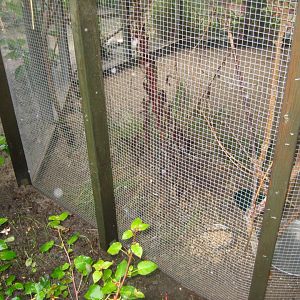 Glad Zoo - Mixed aviary