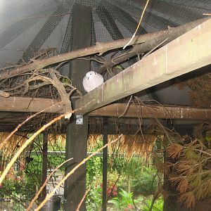 Glad Zoo - Mixed aviary