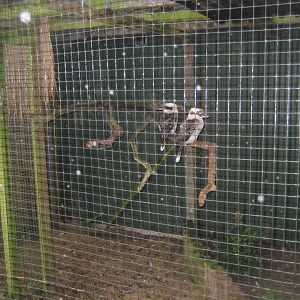 Glad Zoo - Secondary kookaburra aviary