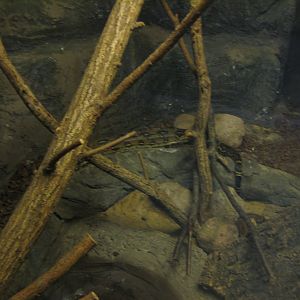 Glad Zoo - Tropical house - Boa constrictor exhibit