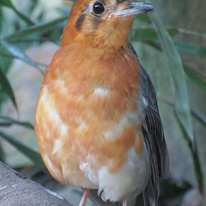 Orange-headed Thrush