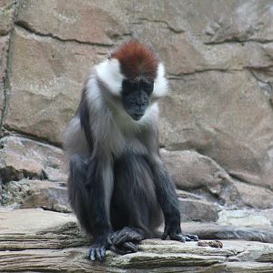 Red-Capped Mangabey