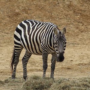 Maneless Zebra
