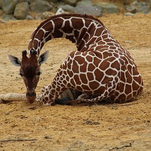 Reticulated Giraffe