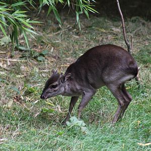 Congo Blue Duiker