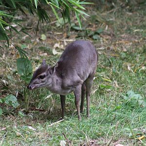 Congo Blue Duiker