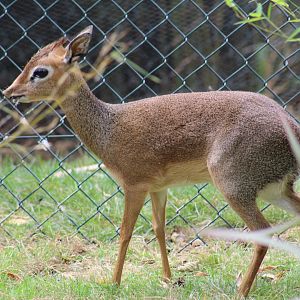 Kirk's Dik-Dik