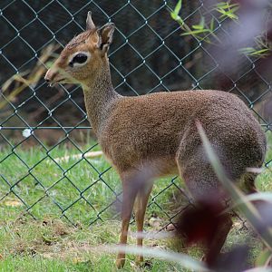 Kirk's Dik-Dik