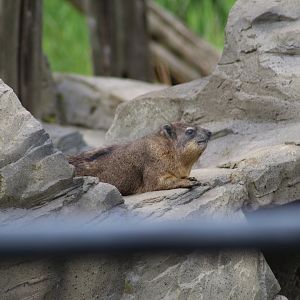 Syrian Rock Hyrax