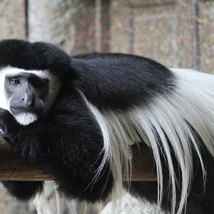 Kilimandjaro Black-and-White Colobus