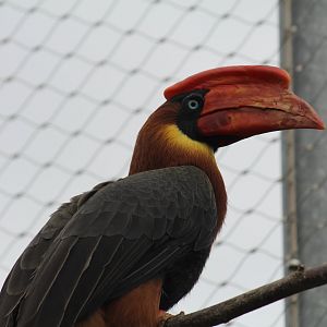 Mindanao Rufous Hornbill