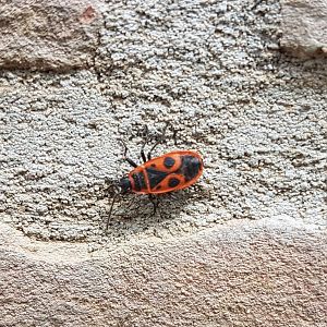 Firebug - Pyrrhocoris apterus
