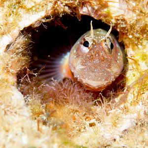 Throatspot Blenny